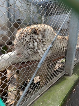 伊豆アニマルキングダムに投稿された画像（2020/2/22）