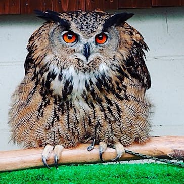 しろとり動物園に投稿された画像（2020/2/23）