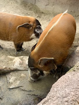 那須どうぶつ王国に投稿された画像（2020/2/23）