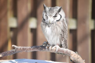 しろとり動物園に投稿された画像（2020/2/23）