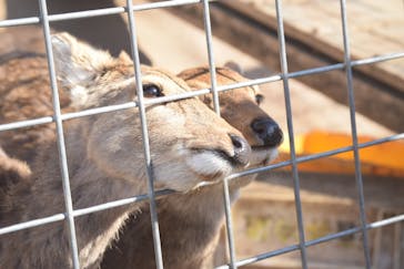 しろとり動物園に投稿された画像（2020/2/23）