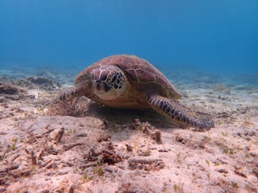 マリンヴィレッジ奄美に投稿された画像（2020/2/23）