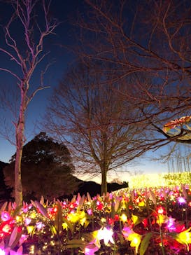 さがみ湖MORI MORIに投稿された画像（2020/2/23）