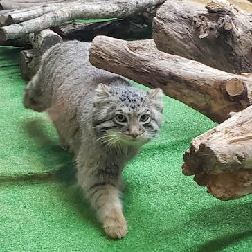 那須どうぶつ王国に投稿された画像（2020/2/23）