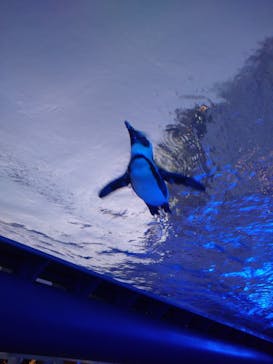 サンシャイン水族館に投稿された画像（2020/2/24）
