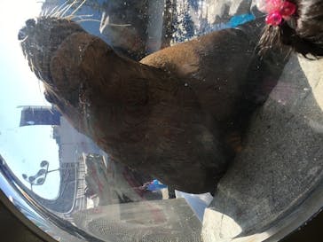 鳥羽水族館に投稿された画像（2020/2/24）