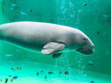 鳥羽水族館に投稿された画像（2020/2/24）