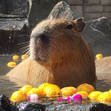 伊豆シャボテン動物公園に投稿された画像（2020/2/24）