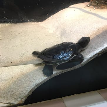 ヨコハマおもしろ水族館に投稿された画像（2020/2/24）