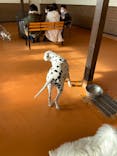 世界の名犬牧場に投稿された画像（2020/2/24）