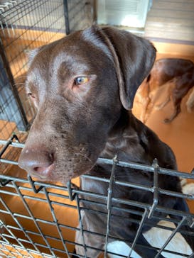 世界の名犬牧場に投稿された画像（2020/2/24）