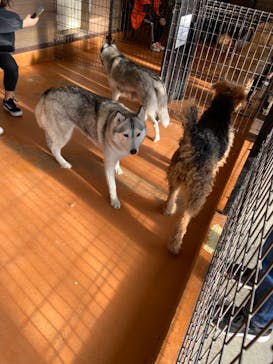 世界の名犬牧場に投稿された画像（2020/2/24）