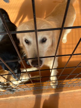 世界の名犬牧場に投稿された画像（2020/2/24）