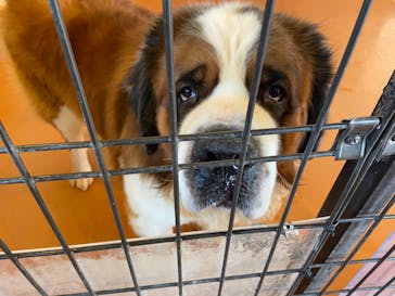 世界の名犬牧場に投稿された画像（2020/2/24）