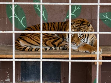 しろとり動物園に投稿された画像（2020/2/24）