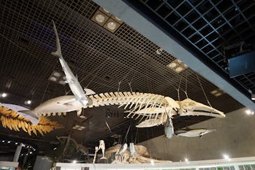 国立科学博物館に投稿された画像（2020/2/24）