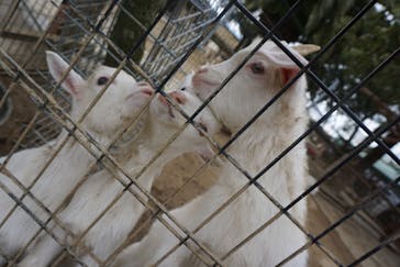 しろとり動物園に投稿された画像（2020/2/26）