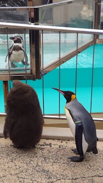 下田海中水族館に投稿された画像（2020/2/26）