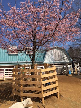 ふなばしアンデルセン公園に投稿された画像（2020/2/26）