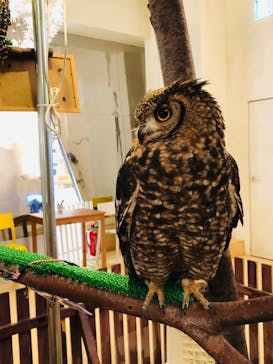 Moff animal cafe イオンモール幕張新都心店に投稿された画像（2020/2/26）