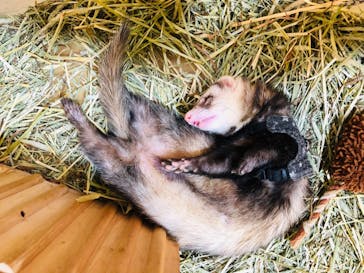 Moff animal cafe イオンモール幕張新都心店に投稿された画像（2020/2/26）