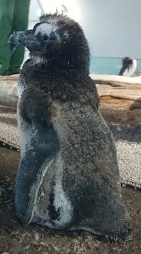 NIFREL（ニフレル）に投稿された画像（2020/2/28）