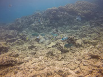 ダイブロックに投稿された画像（2020/2/28）