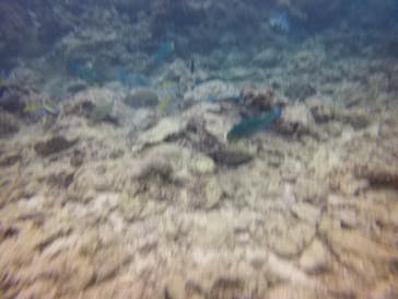 ダイブロックに投稿された画像（2020/2/28）