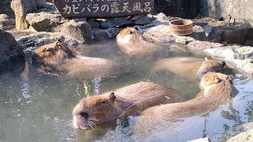 伊豆シャボテン動物公園に投稿された画像（2020/2/28）