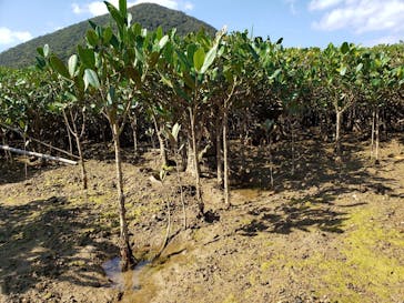 マングローブ茶屋に投稿された画像（2020/2/28）