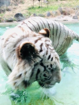 伊豆アニマルキングダムに投稿された画像（2020/2/29）