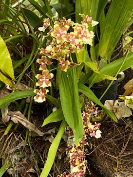 ビオスの丘に投稿された画像（2020/2/29）