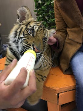 しろとり動物園に投稿された画像（2020/2/29）