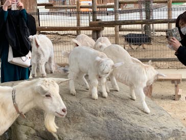 しろとり動物園に投稿された画像（2020/3/1）