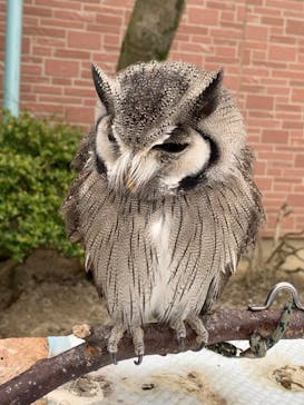 しろとり動物園に投稿された画像（2020/3/1）