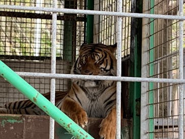 しろとり動物園に投稿された画像（2020/3/1）