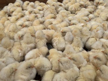 しろとり動物園に投稿された画像（2020/3/1）