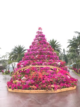 美らヤシパークオキナワ・東南植物楽園に投稿された画像（2020/3/1）