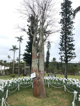 美らヤシパークオキナワ・東南植物楽園に投稿された画像（2020/3/1）