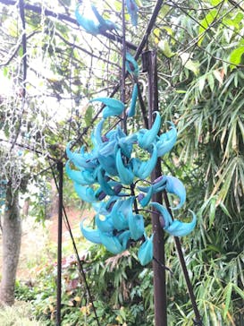 美らヤシパークオキナワ・東南植物楽園に投稿された画像（2020/3/1）