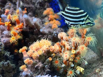 串本海中公園水族館に投稿された画像（2020/3/1）