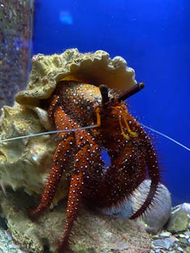 串本海中公園水族館に投稿された画像（2020/3/1）