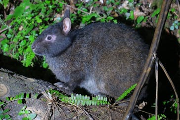 奄美ナイトガイドサービスに投稿された画像（2020/3/1）