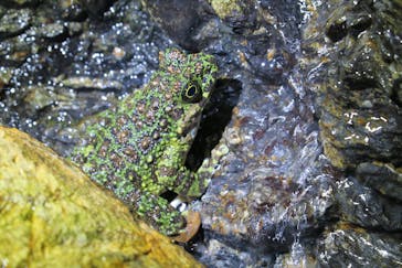 奄美ナイトガイドサービスに投稿された画像（2020/3/1）