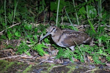 奄美ナイトガイドサービスに投稿された画像（2020/3/1）