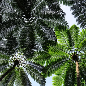 アイランドサービスに投稿された画像（2020/3/1）