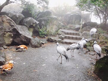 伊豆シャボテン動物公園に投稿された画像（2020/3/2）