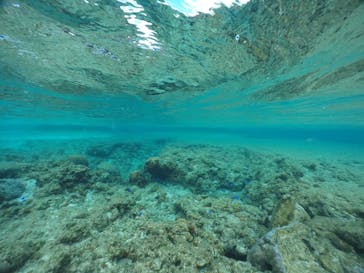 武藤潜水に投稿された画像（2020/3/2）