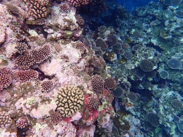 石垣島 ADVENTURE PiPi（イシガキジマアドベンチャーピピ）に投稿された画像（2020/3/3）