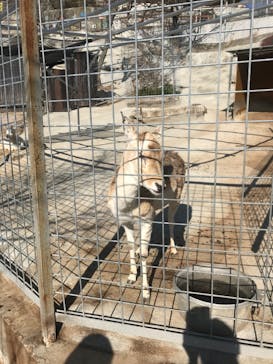 しろとり動物園に投稿された画像（2020/3/3）